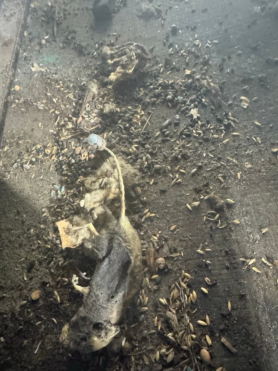 Decomposed rodent and droppings found in vehicle requiring professional biohazard decontamination